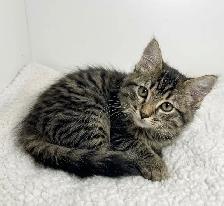 Magestic Ragdoll Mix Kitten - Photo 3