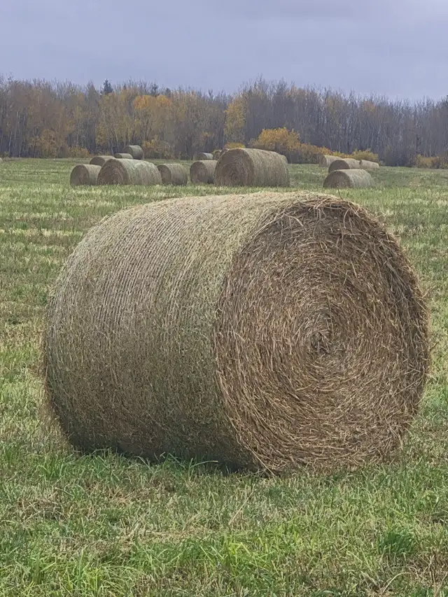 Hay for Sale