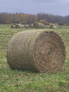 Hay for Sale