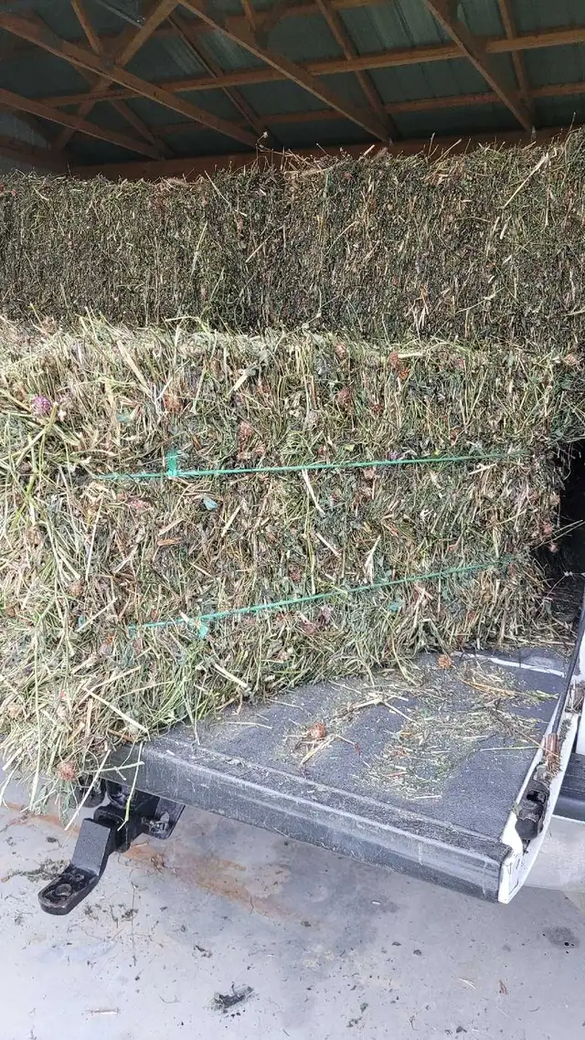hay(red clover )