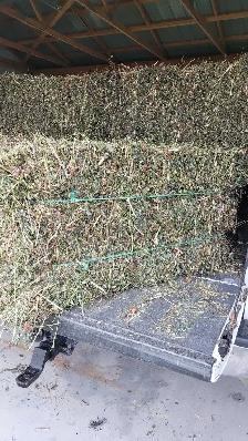 hay(red clover )