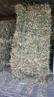 hay(red clover ) - Photo 2