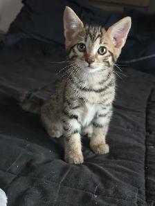 Chatons Bengals Mix a vendre
