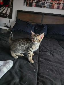 Chatons Bengals Mix a vendre - Photo 2