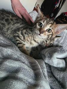 Chatons Bengals Mix a vendre - Photo 3