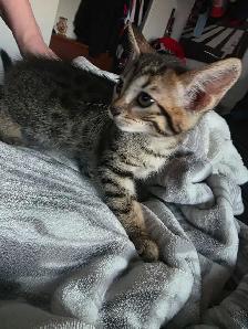 Chatons Bengals Mix a vendre - Photo 4