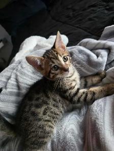 Chatons Bengals Mix a vendre - Photo 5