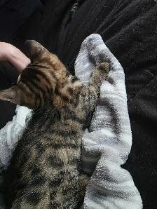 Chatons Bengals Mix a vendre - Photo 6