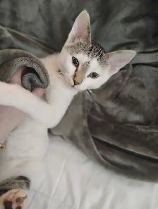Chez Siamese - Photo 3