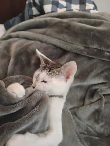 Chez Siamese - Photo 4