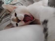 Chez Siamese - Photo 5