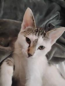 Chez Siamese - Photo 6