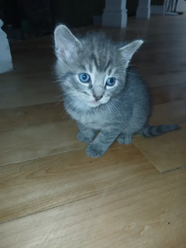 Gray Tabby kittens