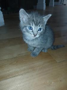 Gray Tabby kittens