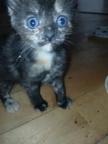 Gray Tabby kittens - Photo 2