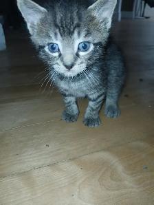 Gray Tabby kittens - Photo 3