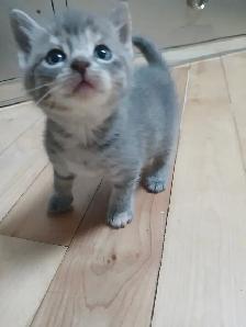 Gray Tabby kittens - Photo 4