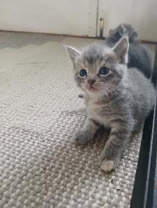 Gray Tabby kittens - Photo 7