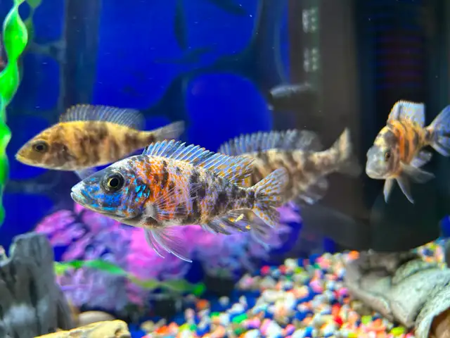 Poisson Cyclidee africain bébé à $5 514-607-7993