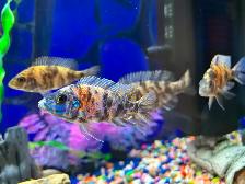 Poisson Cyclidee africain bébé à $5 514-607-7993