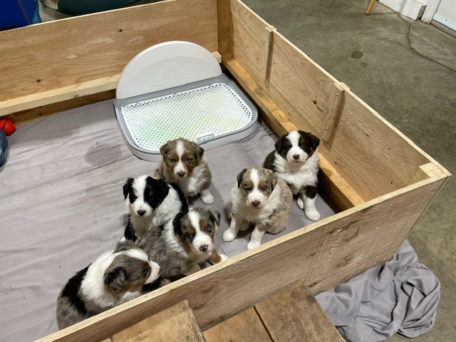 New Updates - Standard Purebred Australian Shepherd Puppies