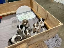New Updates - Standard Purebred Australian Shepherd Puppies