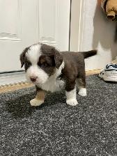 New Updates - Standard Purebred Australian Shepherd Puppies - Photo 2