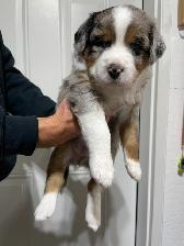 New Updates - Standard Purebred Australian Shepherd Puppies - Photo 3