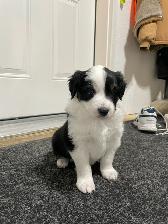 New Updates - Standard Purebred Australian Shepherd Puppies - Photo 4