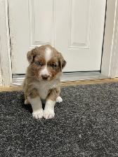 New Updates - Standard Purebred Australian Shepherd Puppies - Photo 5