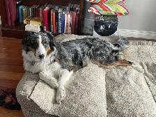 New Updates - Standard Purebred Australian Shepherd Puppies - Photo 6