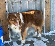 New Updates - Standard Purebred Australian Shepherd Puppies - Photo 7