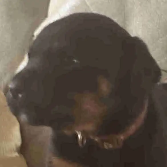 Rottweiler mixed pit wheeler