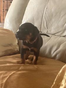 Rottweiler mixed pit wheeler - Photo 2