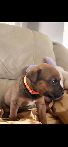 Rottweiler mixed pit wheeler - Photo 4
