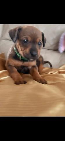 Rottweiler mixed pit wheeler - Photo 5