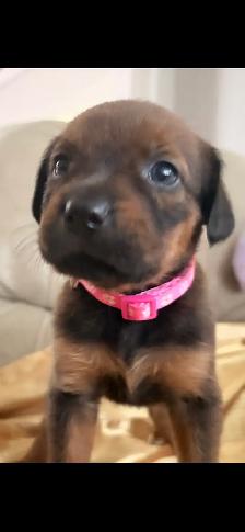 Rottweiler mixed pit wheeler - Photo 6