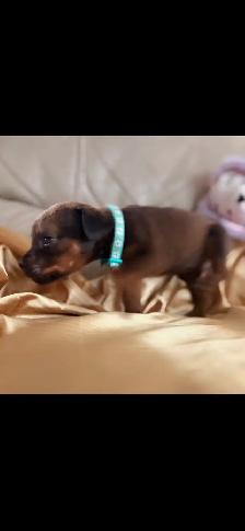 Rottweiler mixed pit wheeler - Photo 7