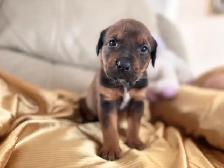 Rottweiler mixed pit wheeler - Photo 9