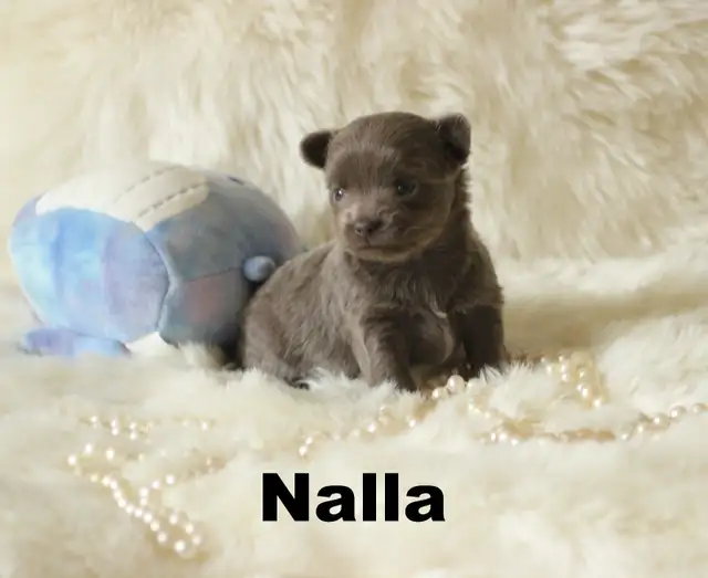 Chihuahua❤️ Femelle Bleu Mini❤️100% Garantie Top Qualité