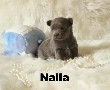 Chihuahua❤️ Femelle Bleu Mini❤️100% Garantie Top Qualité