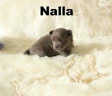 Chihuahua❤️ Femelle Bleu Mini❤️100% Garantie Top Qualité - Photo 2