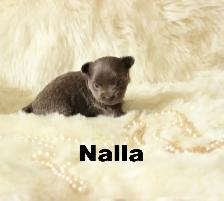 Chihuahua❤️ Femelle Bleu Mini❤️100% Garantie Top Qualité - Photo 3