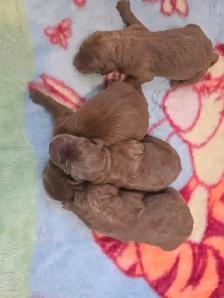 Goldendoodle standard - Photo 2