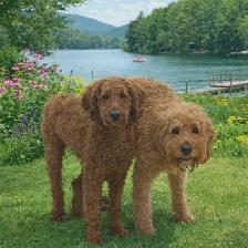 Goldendoodle standard - Photo 4