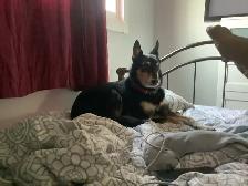 Experience, pet sitter