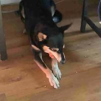 Experience, pet sitter - Photo 2