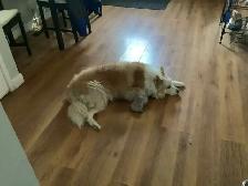 Experience, pet sitter - Photo 3