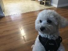 Experience, pet sitter - Photo 5