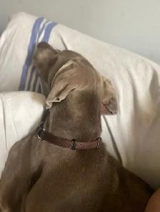 Experience, pet sitter - Photo 7